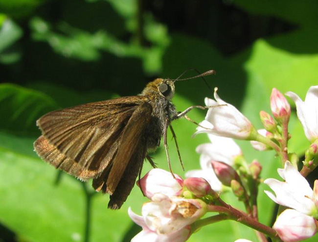 Photo of Dun Skipper (see long description below)
