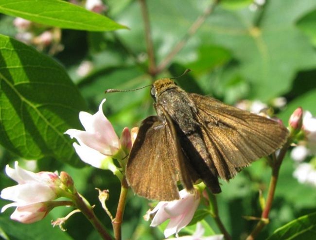 Photo of Dun Skipper 2 (see long description below)