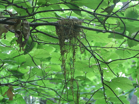 photo of Acadian Flycatcher nest
