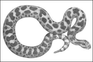 Illustration d’un massasauga (voir description longue ci-dessous).