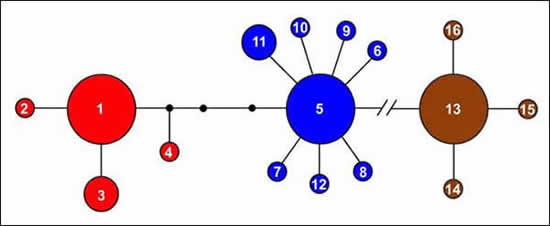 Diagramme illustrant la parcimonie statistique pour le réseau d’haplotypes ND2 de 16 massasaugas (voir description longue ci-dessous).