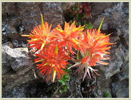 Cliff Paintbrush photo
