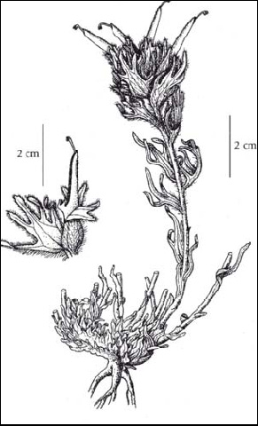 Illustration of Cliff Paintbrush (see long description for details)