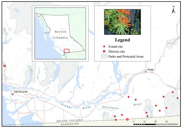 map showing British Columbia locations for Cliff Paintbrush (see long description for details).