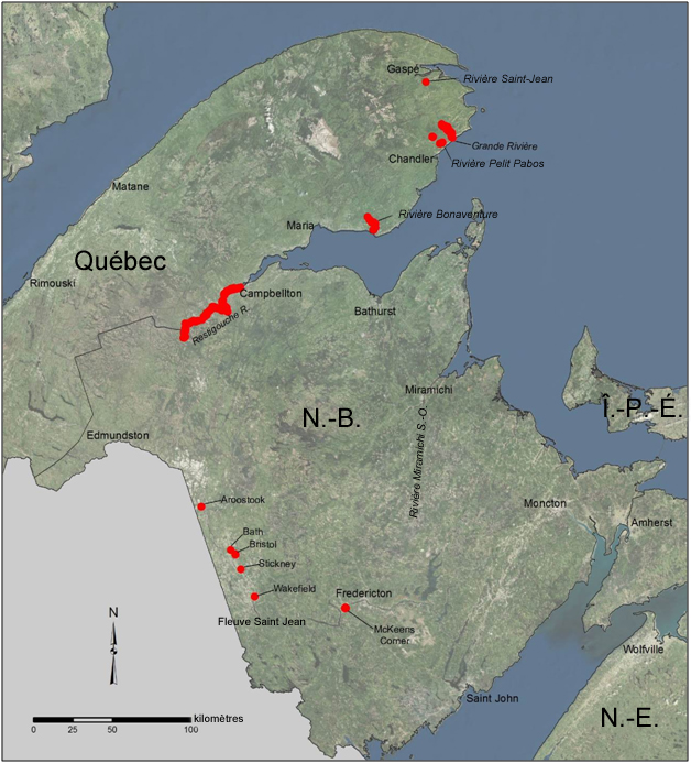 Répartition connue de  l’Aster d’Anticosti dans la région de la Gaspésie et du Nouveau-Brunswick