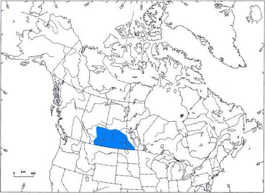 Figure 3. &nbsp;Rangeof L. l. excubitorides within Canada.