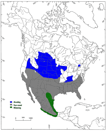 Figure 1. &nbsp;Global range of the Loggerhead Shrike in North America(modified from Yosef 1996).
