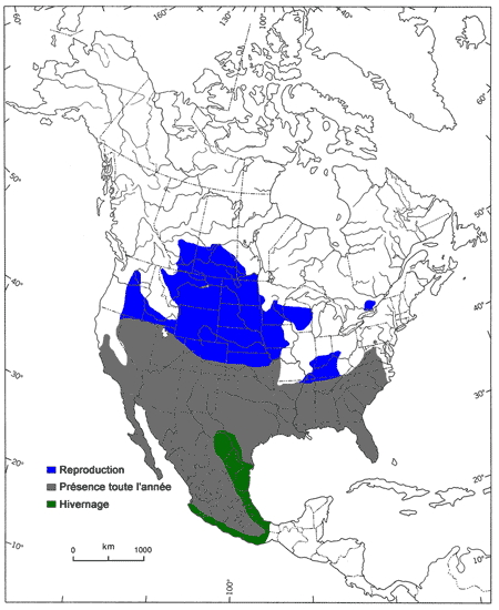 Figure&nbsp;1. Aire de répartition totale de la Pie-grièche migratrice en Amérique du Nord (d’après Yosef, 1996).