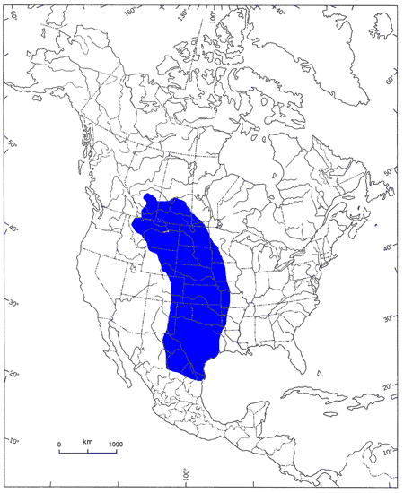 Figure 2. &nbsp;Approximate range of L. l. excubitoridesin North America(modified from Burnside 1987).