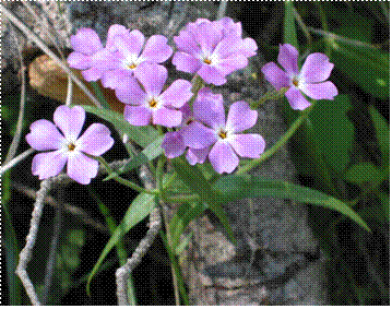 Showy Phlox