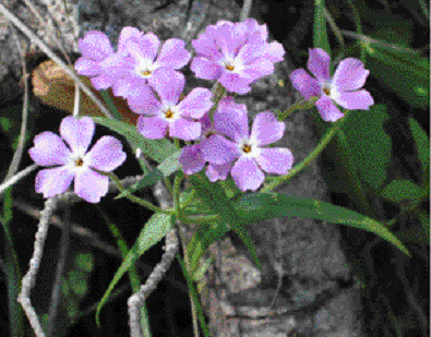 phlox de l’Ouest