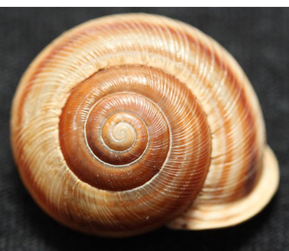 Broad-banded Forestsnail