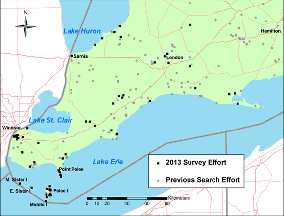 Broad-banded Forestsnail survey effort