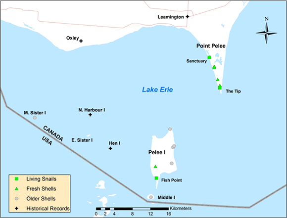 Broad-banded Forestsnail records at Point Pelee and the Lake Erie islands