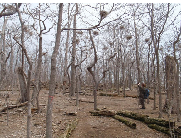 Photo of typical island habitat at Middle Sister Island