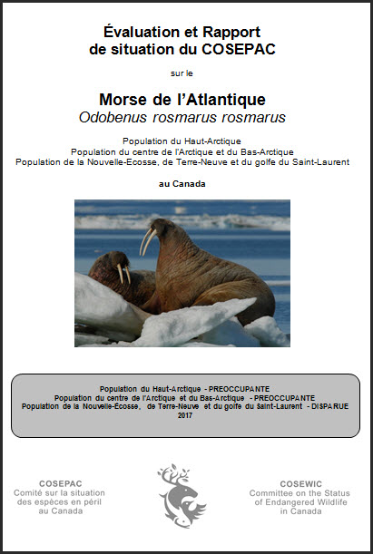 Évaluation et Rapport de situation du COSEPAC sur le Morse de l’Atlantique
