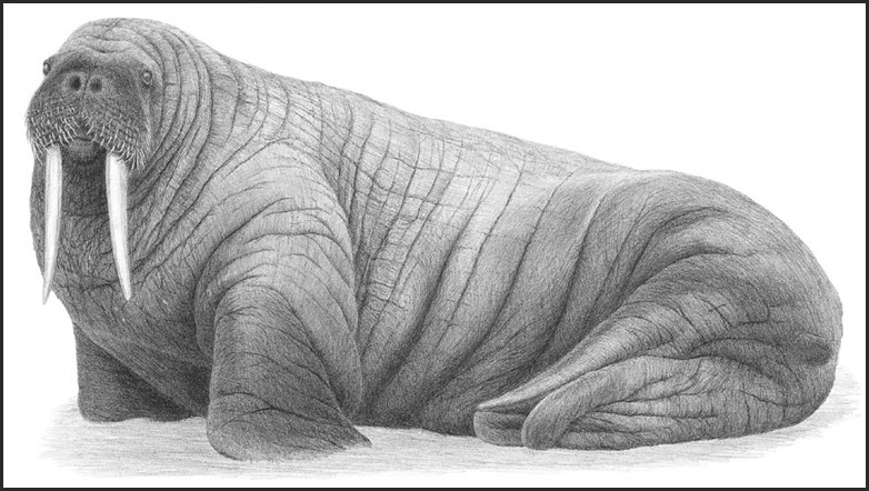 Drawing of an adult male Atlantic Walrus