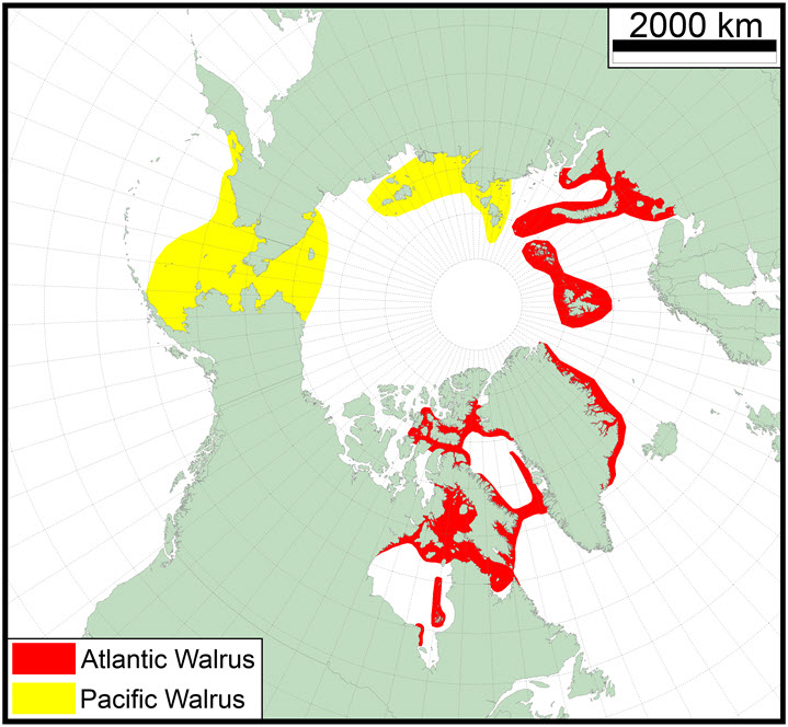 Approximate present distribution of Atlantic and Pacific Walrus