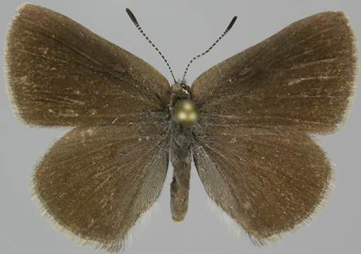 Le dessus des ailes d'un porte-queue demi-lune mâle