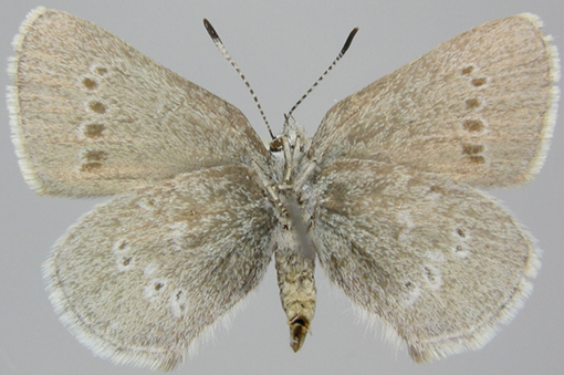 Ventral wing surfaces of AB male specimen of Half-moon Hairstreak