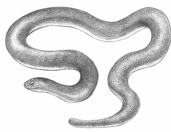 Rubber Boa