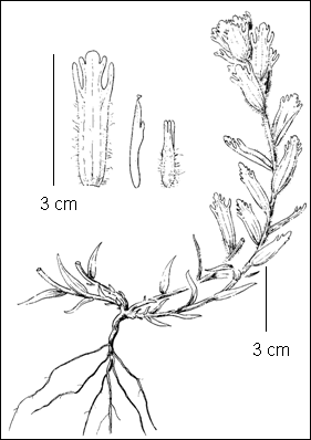 Figure 1.Illustration de la forme de la castilléjie dorée et des pièces florales (agrandies)&nbsp;