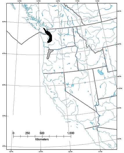 Figure 2. Global distribution of golden paintbrush (black shaded area indicates contemporary range; grey shaded area shows location of extirpated populations from Columbia Gorge southwards; adapted from Caplow 2004)