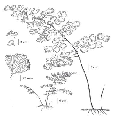 La figure 1 est un dessin au trait de l’adiante cheveux-de-Vénus. On remarque une fronde de fougère et un rhizome à droite et le détail d’un foliole au coin supérieur gauche.