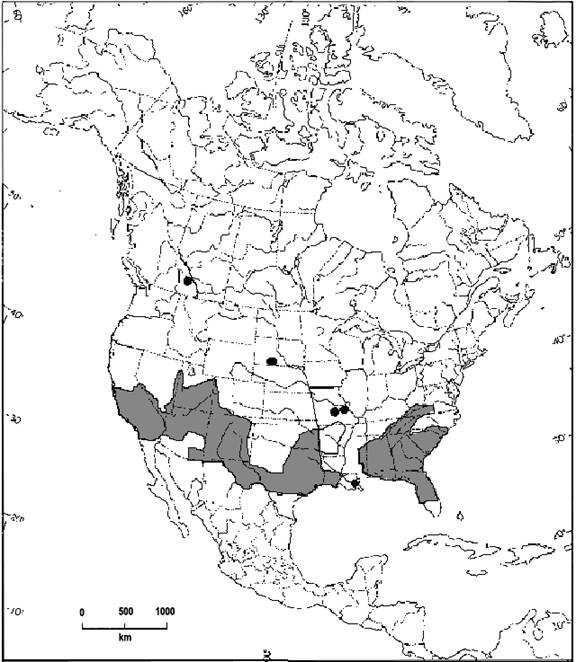 La figure 2 est une carte de l’Amérique du Nord illustrant la répartition de l’adiante cheveux-de-Vénus, qu’on trouve principalement dans le sud des États Unis, soit de la Floride jusqu’à la Californie. L’espèce compte aussi une occurrence isolée dans le sud de la Colombie-Britannique.