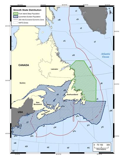 Distribution of Smooth Skate