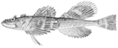 chaboisseau à quatre cornes