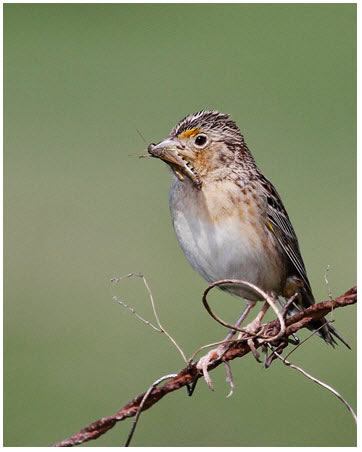 Cutlip Minnow (Exoglossum maxillingua)