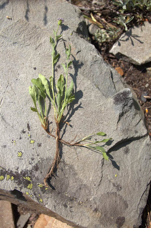 Photo of a Leiberg’s Fleabane plant that has been uprooted (see long description below)