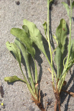 Photo of the basal and stem leaves of the Leiberg’s Fleabane (see long description below)