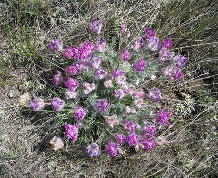 Photo d'une touffe d'oxytrope patte-de-lièvre.