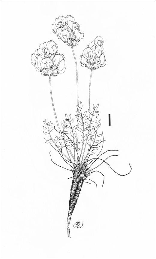 Illustration de l'oxytrope patte-de-lièvre