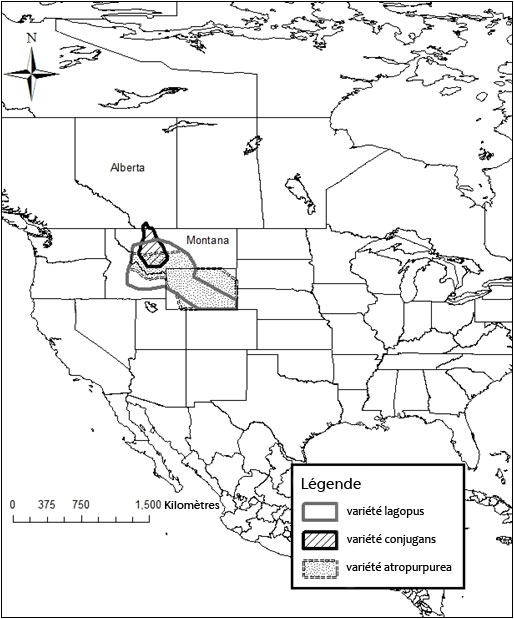 Répartition des trois variétés d'Oxytropis lagopus.