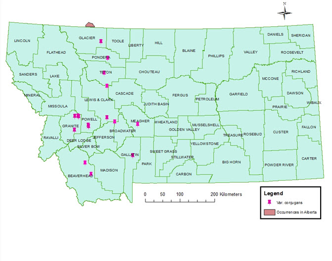 Oxytropis lagopus var. conjugans distribution in Montana, USA.