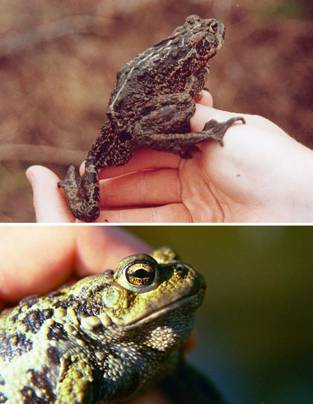 Figure1. Un Bufo boreas adulte. (Photos de Pamela Hengeveld et R. Chris Brodie).