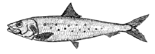 Figure 1. Sardine du Pacifique, Sardinops sagax, d’après un dessin de Hart (1973)