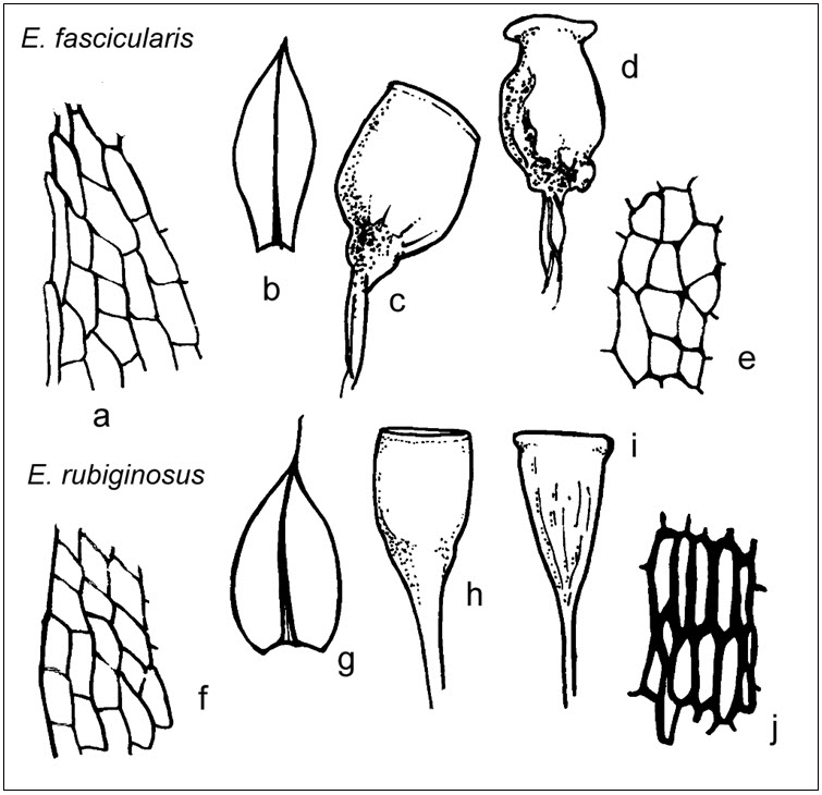 Comparison of Entosthodon  fascicularis (a – e) and Rusty Cord-moss (f – j)