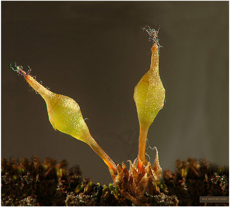 Plants and young sporophytes (partially covered by calyptrae) of  Rusty Cord-moss