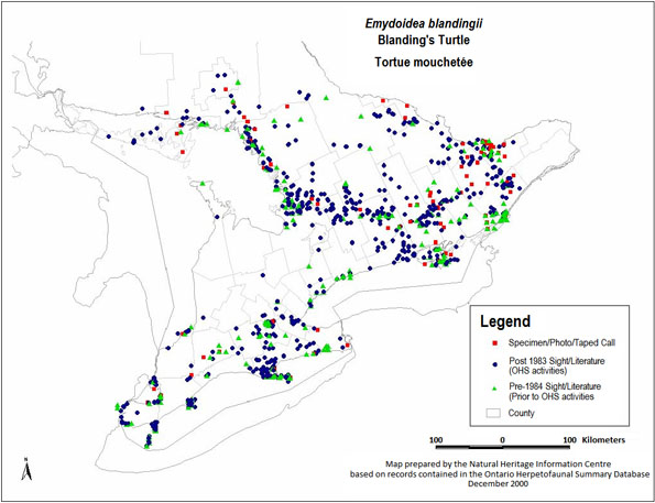 Figure 2. Ontario herpetofaunal Summary Atlas: Blanding’s Turtle (Emydoidea blandingii) (2005).