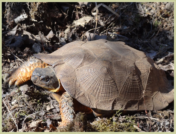 Tortue des bois
