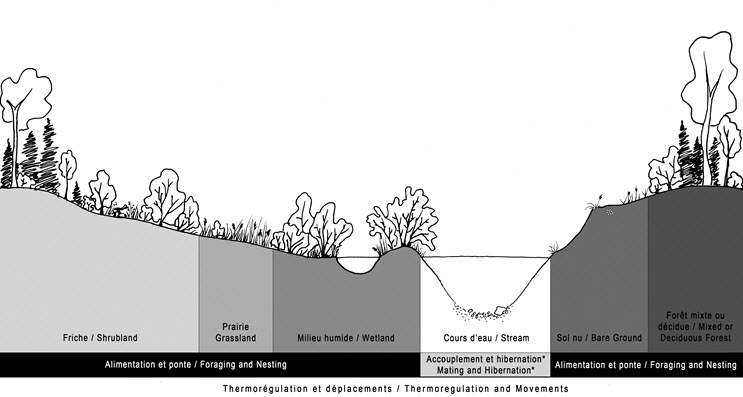 Biophysical attributes of the Wood Turtle critical habitat