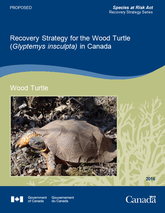 Recovery Strategy for the Wood Turtle