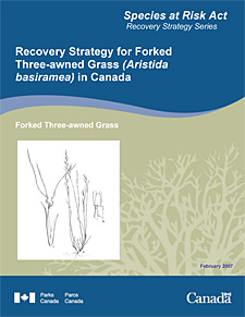 Species at Risk Act Recovery Strategy Series Recovery Strategy for Forked Three-awned Grass (Aristida basiramea) in Canada.