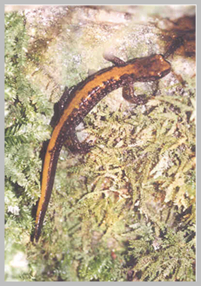 the Coeur d’Alene Salamander