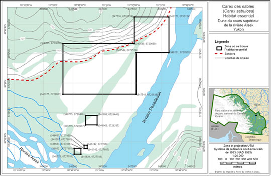 Habitat essentiel du carex des sables sur les dunes Alsek (Voir description longue ci-dessous.)