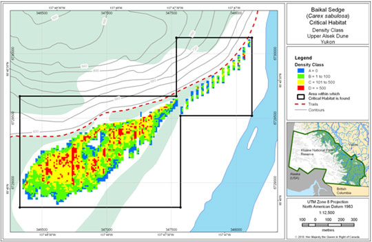 Densities of Baikal Sedge on the Alsek Dune (See long description below)